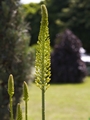 Eremurus stenophyllus-1 Pustynnik wąskolistny